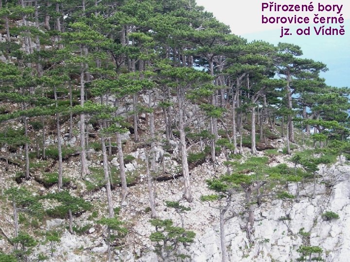 Přirozené bory borovice černé jz. od Vídně 
