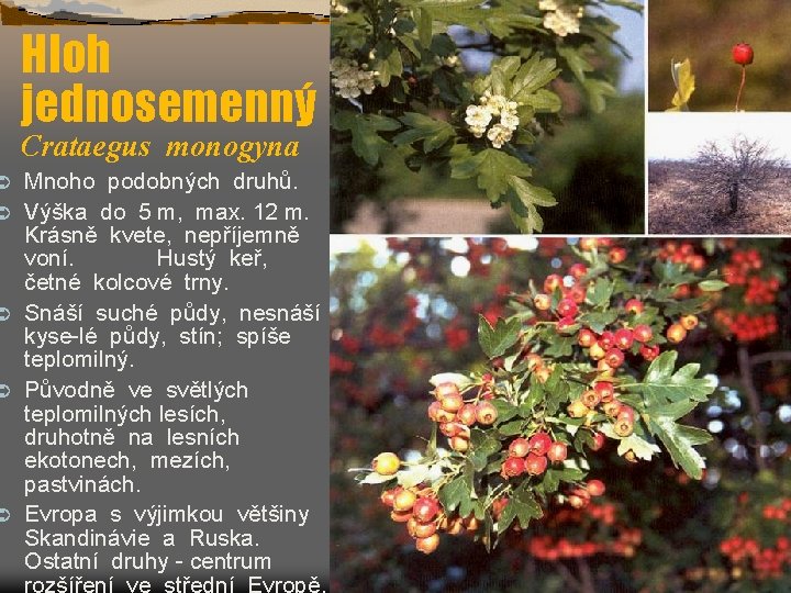 Ü Ü Ü Hloh jednosemenný Crataegus monogyna Mnoho podobných druhů. Výška do 5 m,