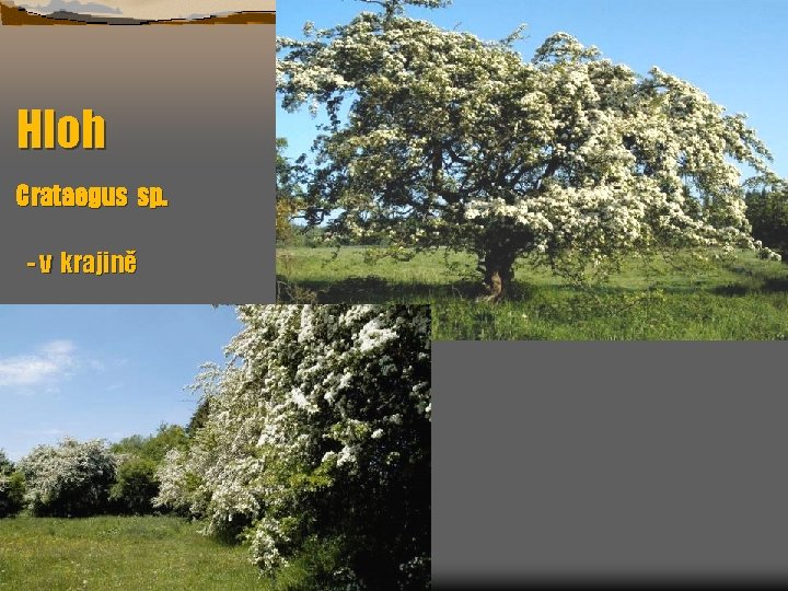 Hloh Crataegus sp. - v krajině 