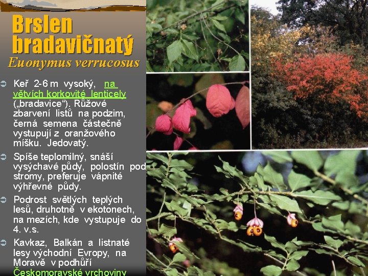 Brslen bradavičnatý Euonymus verrucosus Keř 2 -6 m vysoký, na větvích korkovité lenticely („bradavice“).