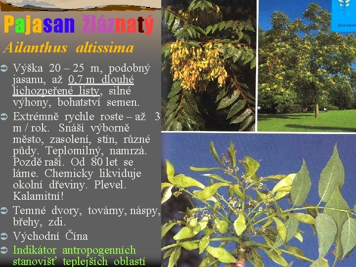 Pajasan žláznatý Ailanthus altissima Ü Ü Ü Výška 20 – 25 m, podobný jasanu,