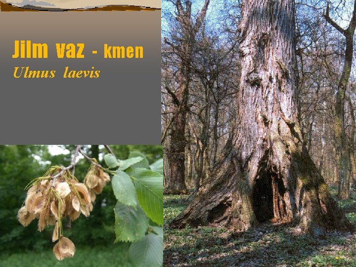 Jilm vaz - kmen Ulmus laevis 