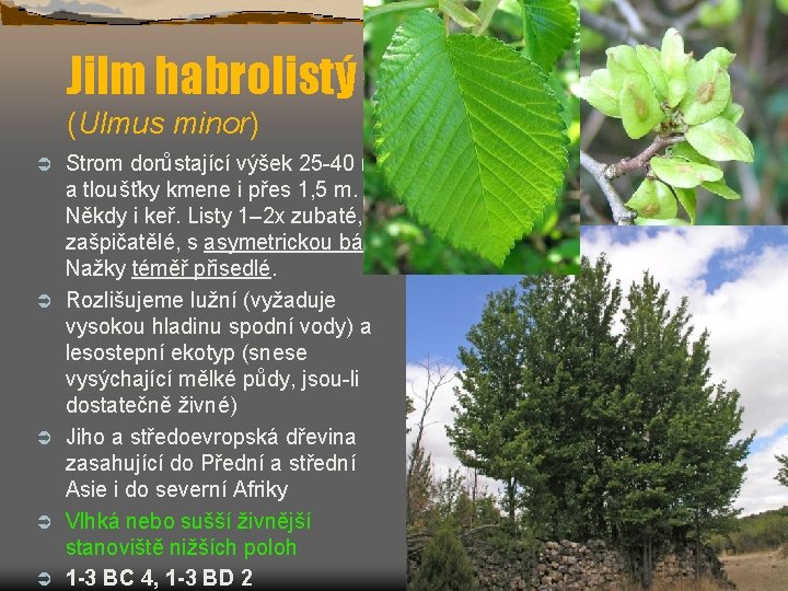 Jilm habrolistý (Ulmus minor) Ü Ü Ü Strom dorůstající výšek 25 -40 m a