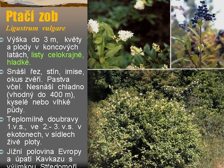 Ptačí zob Ligustrum vulgare Výška do 3 m, květy a plody v koncových latách,