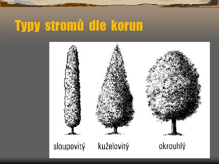 Typy stromů dle korun 