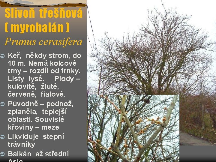 Slivoň třešňová ( myrobalán ) Prunus cerasifera Keř, někdy strom, do 10 m. Nemá