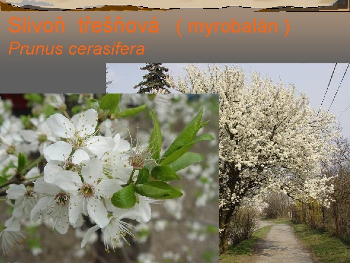 Slivoň třešňová ( myrobalán ) Prunus cerasifera 