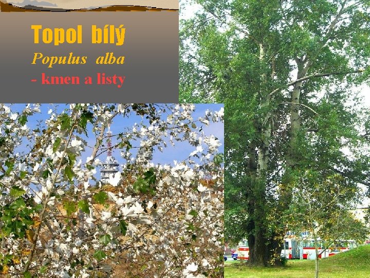 Topol bílý Populus alba - kmen a listy 