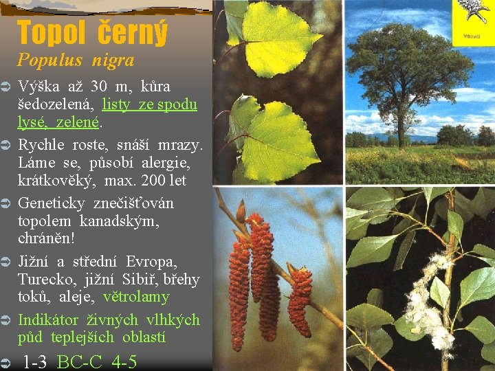 Ü Ü Ü Topol černý Populus nigra Výška až 30 m, kůra šedozelená, listy