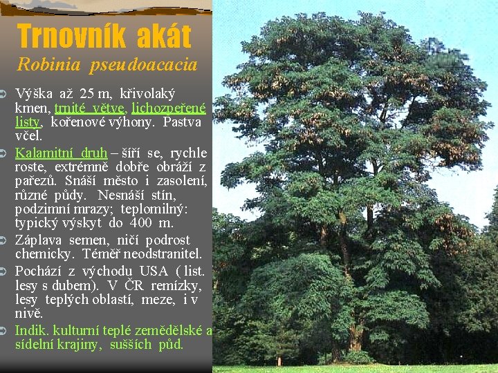 Ü Ü Ü Trnovník akát Robinia pseudoacacia Výška až 25 m, křivolaký kmen, trnité