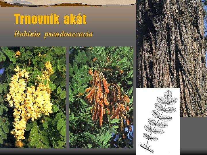 Trnovník akát Robinia pseudoaccacia 