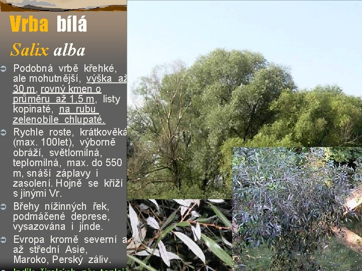 Vrba bílá Salix alba Podobná vrbě křehké, ale mohutnější, výška až 30 m, rovný