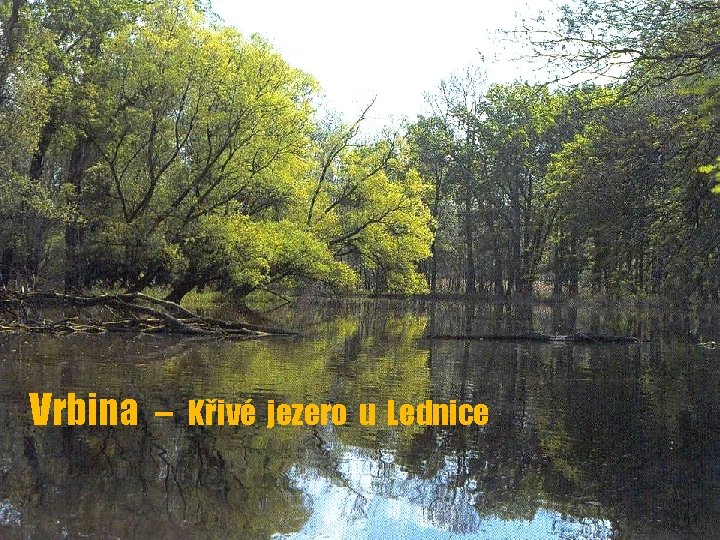 Vrbina – Křivé jezero u Lednice 