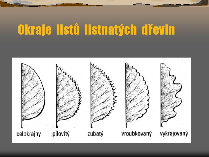 Okraje listů listnatých dřevin 