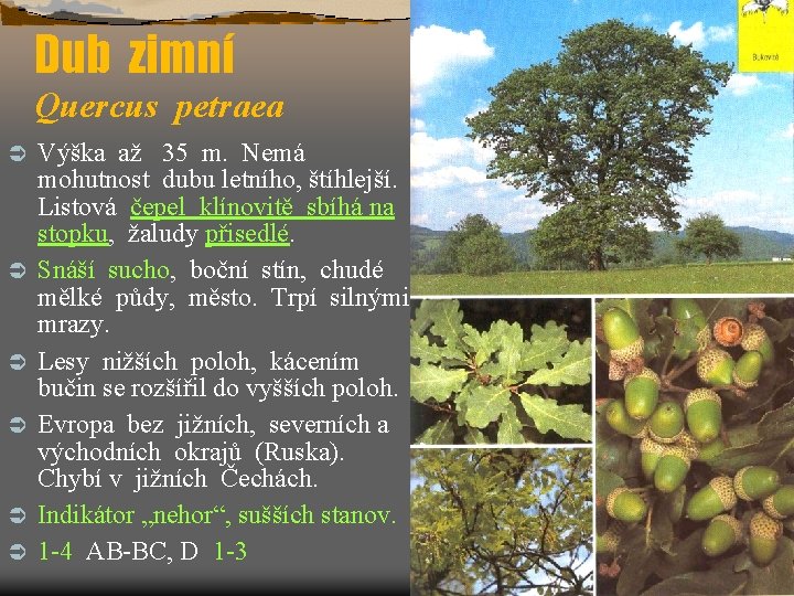 Dub zimní Quercus petraea Ü Ü Ü Výška až 35 m. Nemá mohutnost dubu