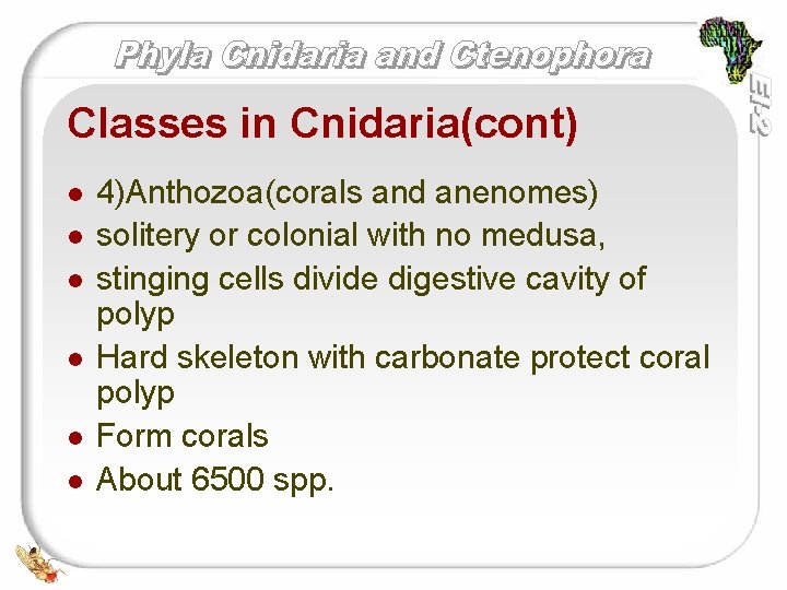 Classes in Cnidaria(cont) l l l 4)Anthozoa(corals and anenomes) solitery or colonial with no