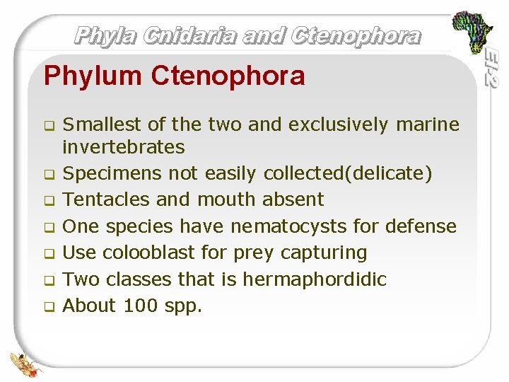 Phylum Ctenophora q q q q Smallest of the two and exclusively marine invertebrates