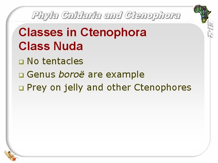Classes in Ctenophora Class Nuda No tentacles q Genus boroë are example q Prey