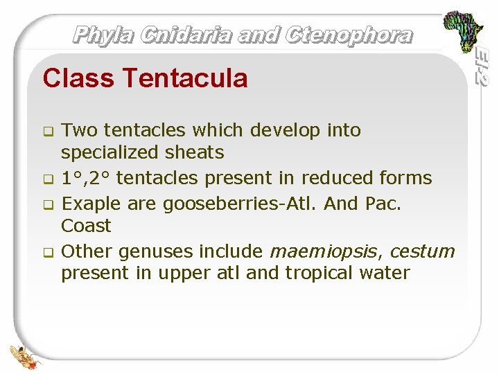Class Tentacula q q Two tentacles which develop into specialized sheats 1°, 2° tentacles