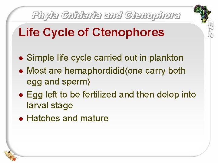 Life Cycle of Ctenophores l l Simple life cycle carried out in plankton Most