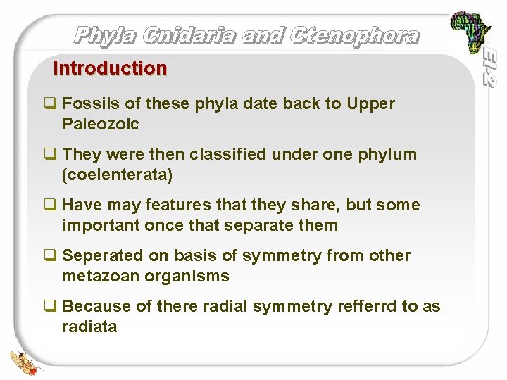 Introduction q Fossils of these phyla date back to Upper Paleozoic q They were
