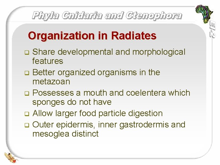 Organization in Radiates q q q Share developmental and morphological features Better organized organisms