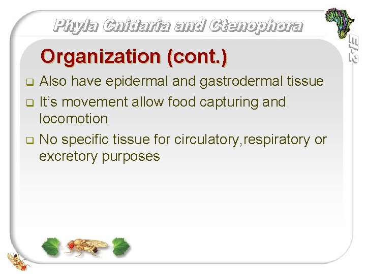 Organization (cont. ) q q q Also have epidermal and gastrodermal tissue It’s movement