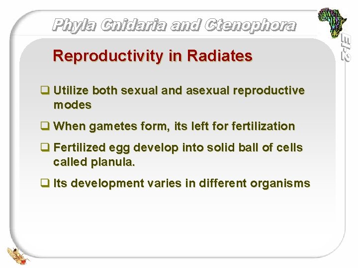 Reproductivity in Radiates q Utilize both sexual and asexual reproductive modes q When gametes