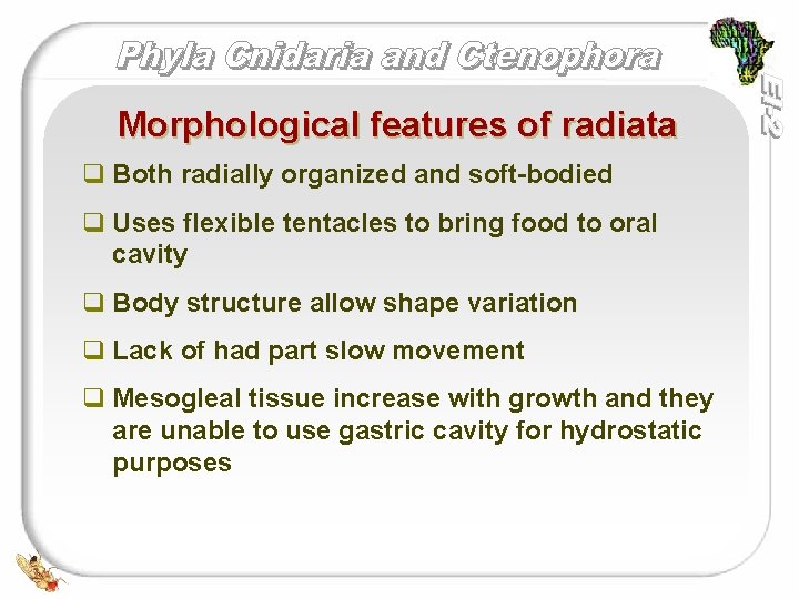 Morphological features of radiata q Both radially organized and soft-bodied q Uses flexible tentacles
