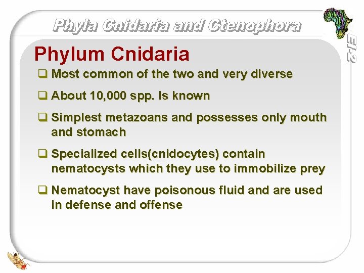 Phylum Cnidaria q Most common of the two and very diverse q About 10,
