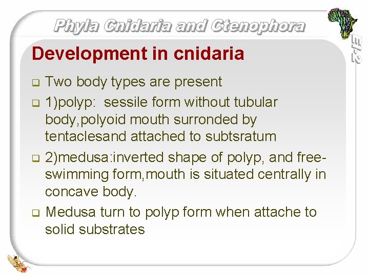 Development in cnidaria q q Two body types are present 1)polyp: sessile form without