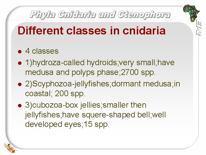 Different classes in cnidaria l l 4 classes 1)hydroza-called hydroids; very small; have medusa