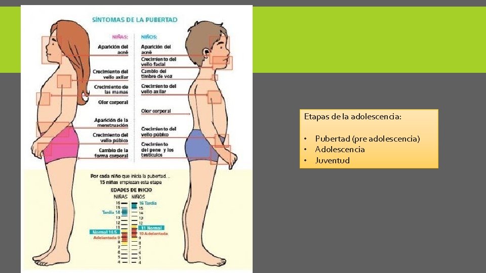 Etapas de la adolescencia: • Pubertad (pre adolescencia) • Adolescencia • Juventud 