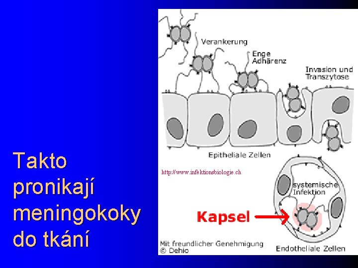 Takto pronikají meningokoky do tkání http: //www. infektionsbiologie. ch 