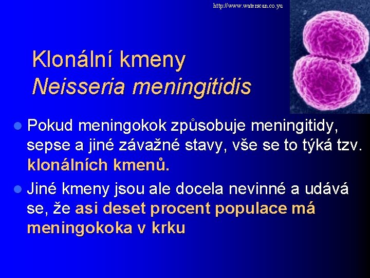 http: //www. waterscan. co. yu Klonální kmeny Neisseria meningitidis l Pokud meningokok způsobuje meningitidy,