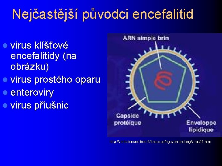 Nejčastější původci encefalitid l virus klíšťové encefalitidy (na obrázku) l virus prostého oparu l