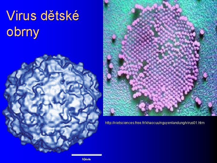 Virus dětské obrny http: //vietsciences. free. fr/khaocuu/nguyenlandung/virus 01. htm 