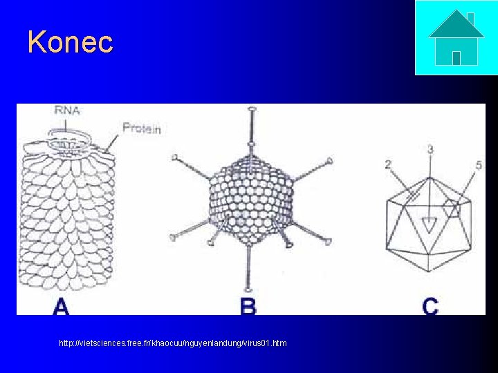 Konec http: //vietsciences. free. fr/khaocuu/nguyenlandung/virus 01. htm 