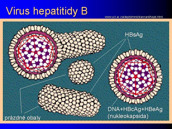 Virus hepatitidy B www. uct. ac. za/depts/mmi/stannard/hepb. html. HBs. Ag prázdné obaly DNA+HBc. Ag+HBe.