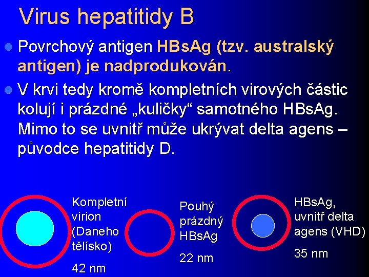 Virus hepatitidy B l Povrchový antigen HBs. Ag (tzv. australský antigen) je nadprodukován. l