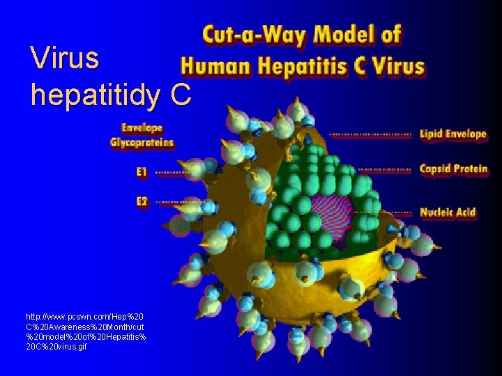 Virus hepatitidy C http: //www. pcswn. com/Hep%20 C%20 Awareness%20 Month/cut %20 model%20 of%20 Hepatitis%