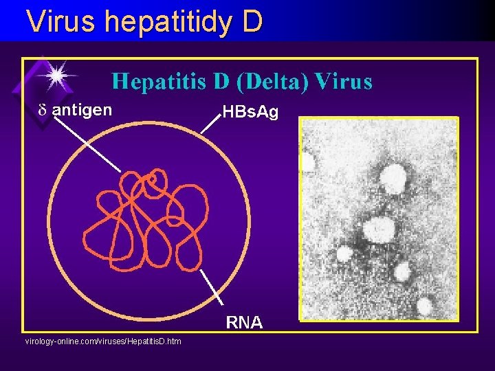 Virus hepatitidy D virology-online. com/viruses/Hepatitis. D. htm 