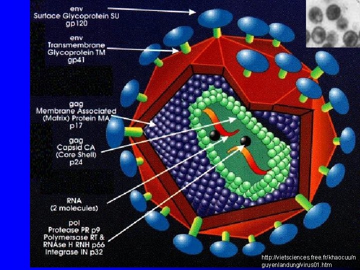 http: //vietsciences. free. fr/khaocuu/n guyenlandung/virus 01. htm 