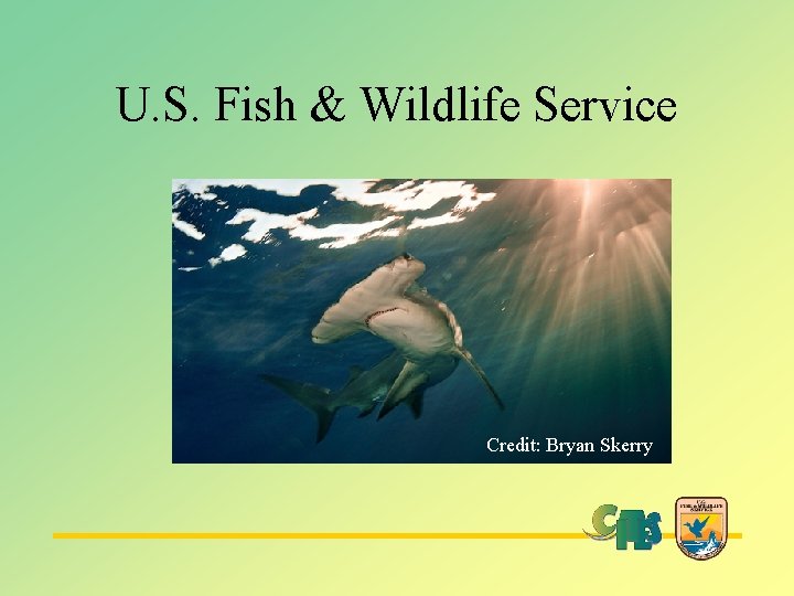 U. S. Fish & Wildlife Service Credit: Bryan Skerry 