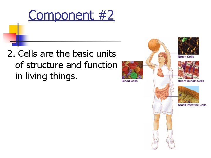 Component #2 2. Cells are the basic units of structure and function in living Component #2 2. Cells are the basic units of structure and function in living