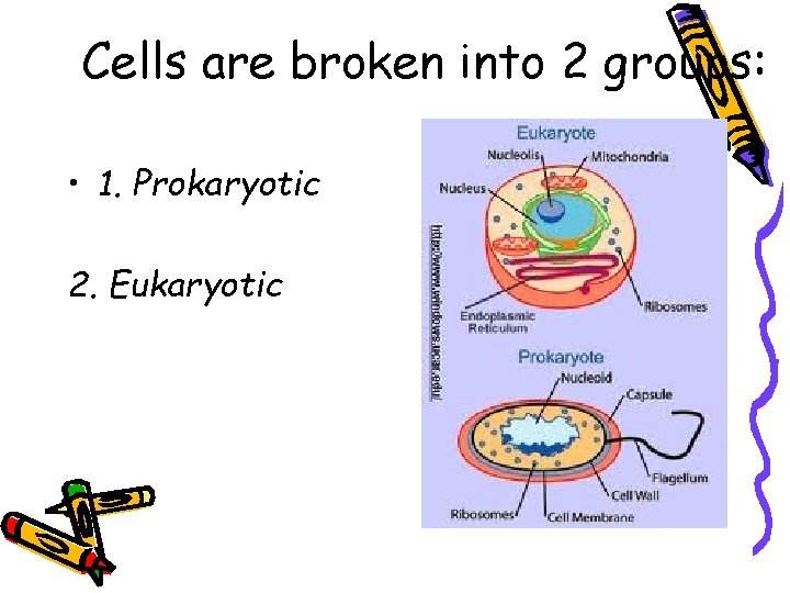 Cells are broken into 2 groups: • 1. Prokaryotic 2. Eukaryotic Cells are broken into 2 groups: • 1. Prokaryotic 2. Eukaryotic