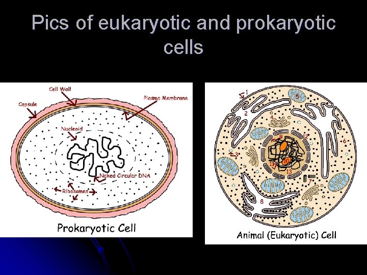 Pics of eukaryotic and prokaryotic cells Pics of eukaryotic and prokaryotic cells