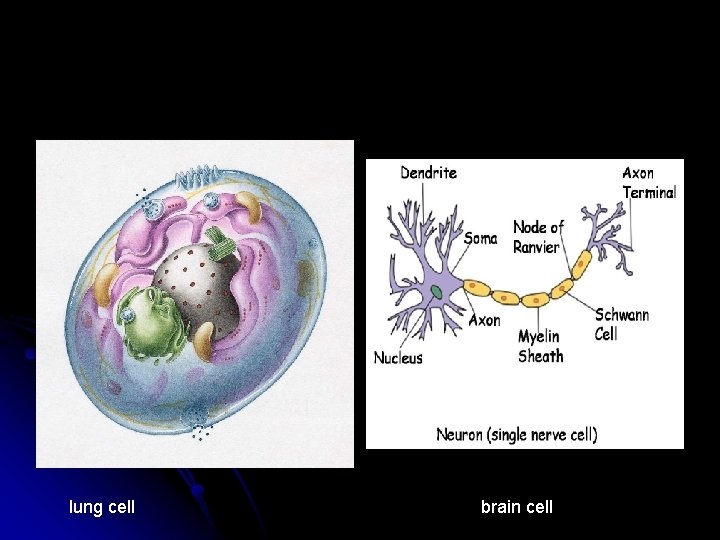 lung cell brain cell lung cell brain cell