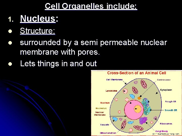 Cell Organelles include: 1. Nucleus: l Structure: surrounded by a semi permeable nuclear membrane Cell Organelles include: 1. Nucleus: l Structure: surrounded by a semi permeable nuclear membrane