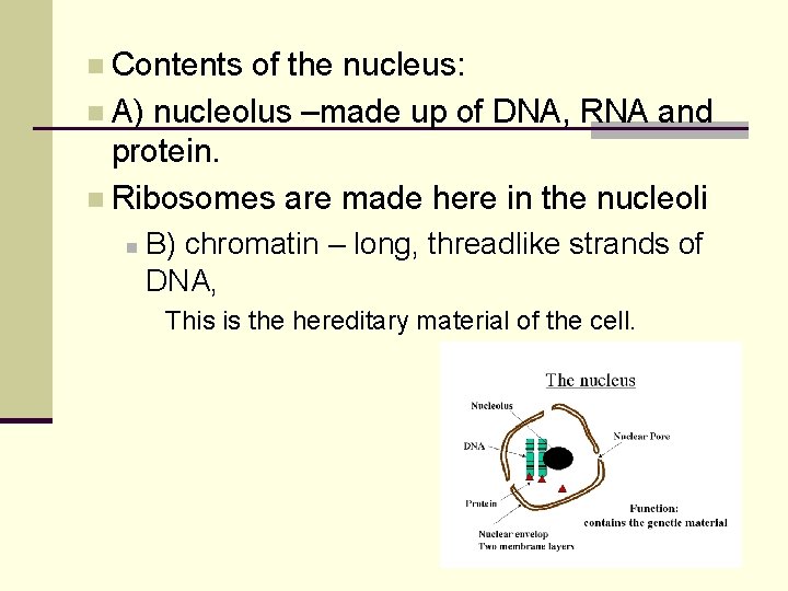 n Contents of the nucleus: n A) nucleolus –made up of DNA, RNA and n Contents of the nucleus: n A) nucleolus –made up of DNA, RNA and